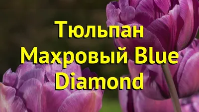 Тюльпан Махровый Голубой (Tulipa Double Blue) - Тюльпаны Махровые - Тюльпаны  - Луковичные - Каталог - Kamelia-gardens.ru
