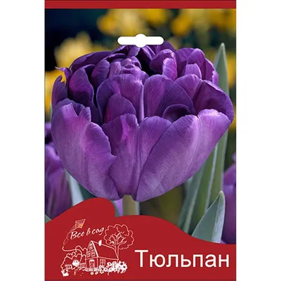 Тюльпан Блю Даймонд - купить в Минске, доставка почтой по Беларуси,  недорого в интернет-магазине, цены