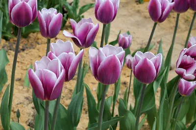 Тюльпан махровый Блю даймонд. Краткий обзор, описание характеристик tulipa  Blue Diamond - YouTube
