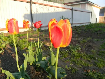 Тюльпан махровый ранний Микс (Tulipa Double Early Mix) - Тюльпаны Махровые  - Тюльпаны - Луковичные - Каталог - Kamelia-gardens.ru
