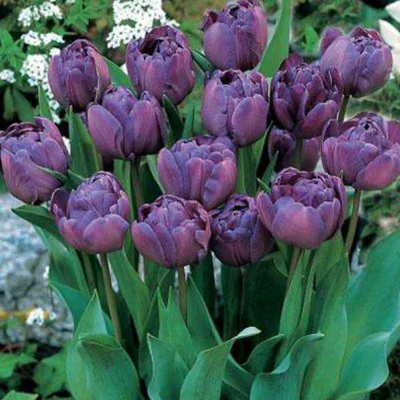 Купить фиолетовые тюльпаны по выгодной цене в Москве