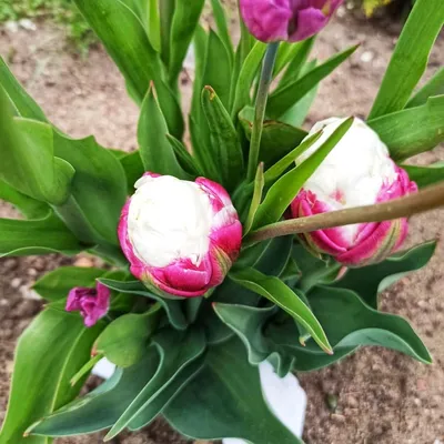 Луковицы Тюльпан Цветояр купить по выгодной цене в интернет-магазине OZON  (1255075024)
