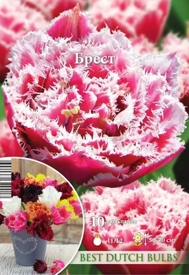 Купить Тюльпан Брест в Москве и РФ. Описание сорта. Пункты самовывоза.  Почтой (наложенный платеж). Доставка курьером по МО.