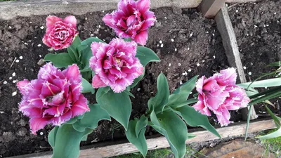 Tulipa Fringed Brest