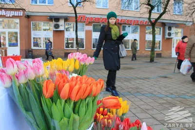 Flortradelogistic - Беларусские тюльпан 🌷 собственного производства🏡❗️  Голландские сорта, 12 расцветок, отменное качество💯❗️ Срез 13.02.19 Вся  информация +375 29 690 71 75 Viber #розы#тюльпаны#хризантемы#пионы#экзотика#хорошиецены#цветыминск#опт  ...