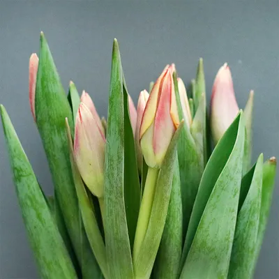 Tulipa 'Buster'... stock photo by Visions, Image: 1259040