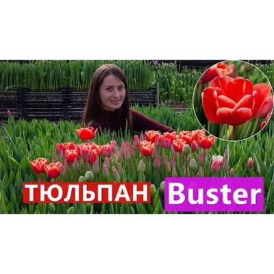 ꕤ Тюльпан Buster • купить Тюльпан Buster по цене от 21.99 грн. в Украине