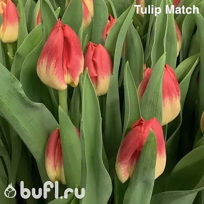 Red with white edges Triumph tulips (Tulipa) Pole Position bloom in a  garden in April Stock Photo - Alamy