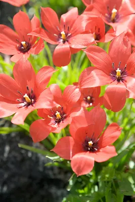 Oxford Darwin Tulip Bulbs, Tulipa Oxford | High Country Gardens