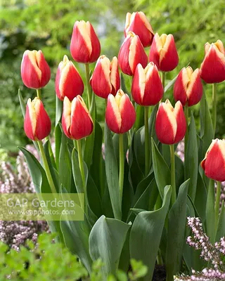 Tulipa 'Buster'... stock photo by Visions, Image: 1259041