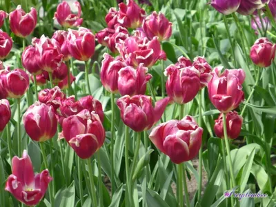 Species Tulips: A Walk on the Wild Side – gardeninacity