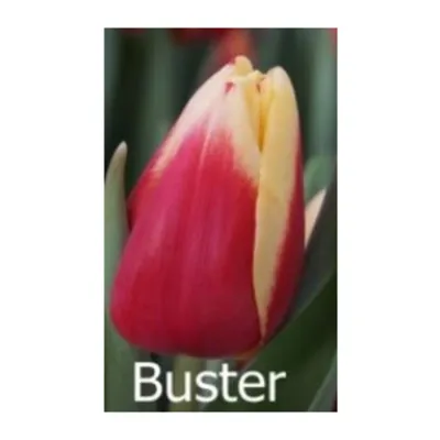 Tulipa 'Buster'... stock photo by Visions, Image: 1259039