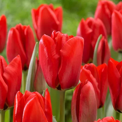 Tulipa 'Pinocchio' | BBC Gardeners World Magazine