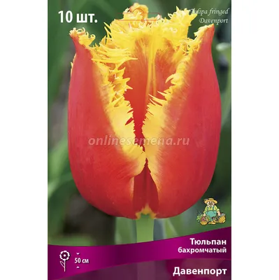 Тюльпан бахромчатый Давенпорт 3 шт купить недорого в интернет-магазине  товаров для сада Бауцентр