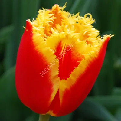 Тюльпан Давенпорт Tulipa Davenport оптом: купить в Москве от производителя  - питомника ЦветКом