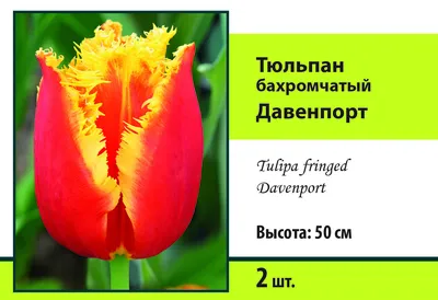 Тюльпан бахромчатый Давенпорт, высота 40 см, 3 шт. — купить в  интернет-магазине по низкой цене на Яндекс Маркете