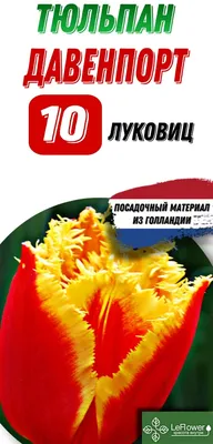 Тюльпан Луковица, Давенпорт, 10шт — купить в интернет-магазине по низкой  цене на Яндекс Маркете