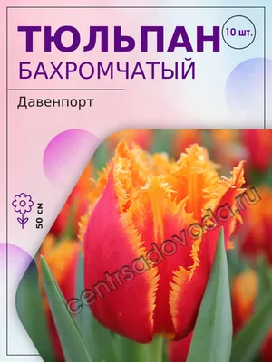 15 ярких тюльпанов Давенпорт | доставка по Москве и области