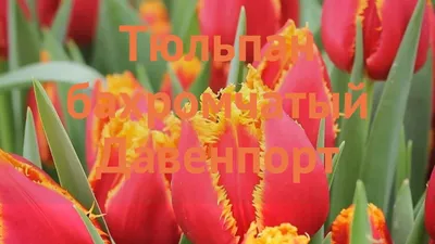 ꕤ Тюльпан Davenport • купить Тюльпан Davenport по цене от 12.99 грн. в  Украине
