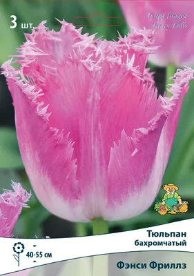 В саду тюльпаны цветут немного по-другому ,это Давенпорт,выгоняла в  позапрошлом году срезали 6-7марта очень поздно зацвел,но какой был… |  Instagram