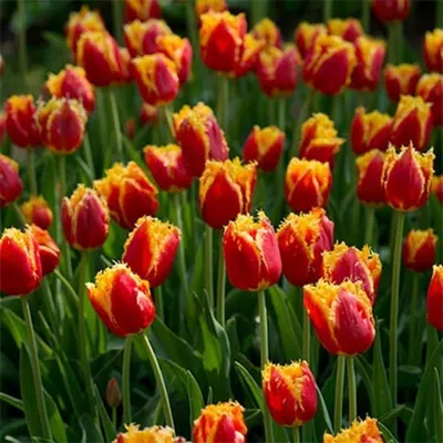 Тюльпан Дэйвенпорт (Tulipa Davenport) - Тюльпаны Бахромчатые - Тюльпаны -  Луковичные - Каталог - Kamelia-gardens.ru