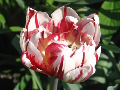 Тюльпан бахромчатый «Фэнси Фриллз», высота 40 см, 3 шт. в Череповце –  купить по низкой цене в интернет-магазине Леруа Мерлен