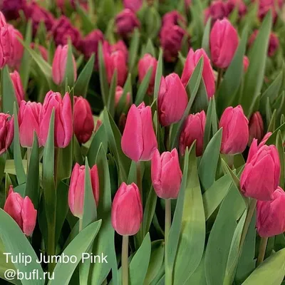 Тюльпан Jumbo Pink, 5 шт