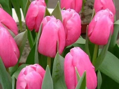 Tulip Jumbo Pink | Розовые тюльпаны, Тюльпаны, Красивые цветы