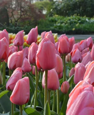 Photo of the bloom of Tulip (Tulipa 'Jumbo Pink') posted by mellielong -  Garden.org