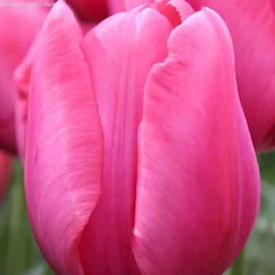 Jumbo pink tulip hi-res stock photography and images - Alamy