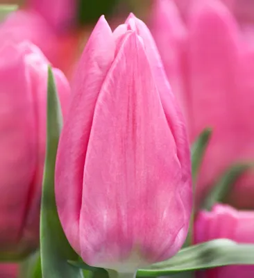 Photo of the bloom of Tulip (Tulipa 'Jumbo Pink') posted by frankrichards16  - Garden.org