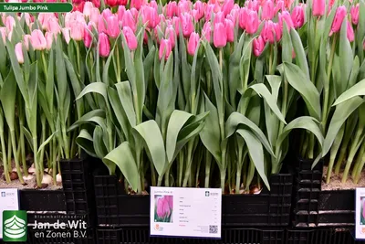 Tulipa Triumph 'Jumbo Pink' Tulip from ADR Bulbs