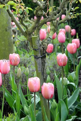 Tulip jumbo pink hi-res stock photography and images - Alamy