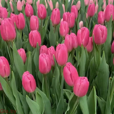 Buy Tulips JUMBO PINK flower bulbs online | BULBi UK