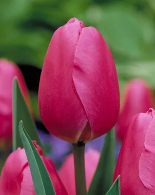 Photo of the entire plant of Tulip (Tulipa 'Jumbo Pink') posted by  mellielong - Garden.org