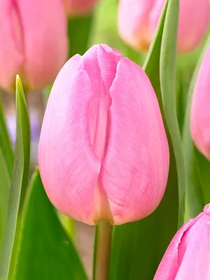 Pink Triumph tulips (Tulipa) Jumbo Pink bloom in a garden in March Stock  Photo - Alamy