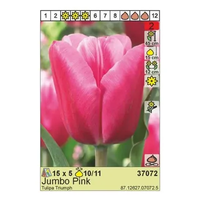 TULIPA DARWIN HYBRID 'PINK IMPRESSION' JUMBO SIZE 14/16 CM. (300 P.WOODEN  CRATE) | Rotex Flowerbulbs BV