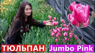 Сорт тюльпанов jumbo pink (77 фото) »