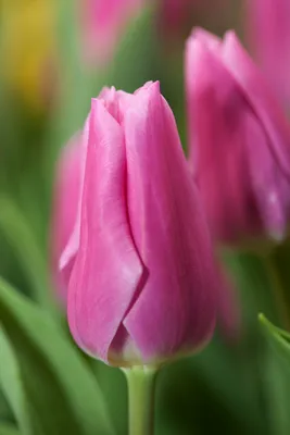 Тюльпаны Jumbo Pink розовые оптом к 8 Марта. - GLO.by - ГлоБальная доска  объявлений