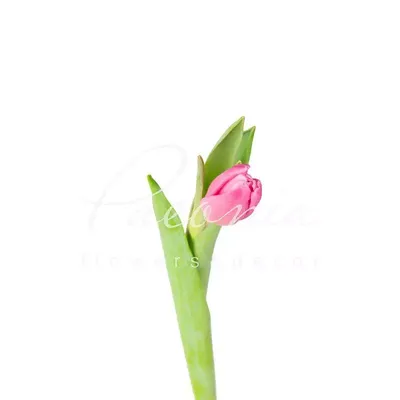 Jumbo pink tulip hi-res stock photography and images - Alamy