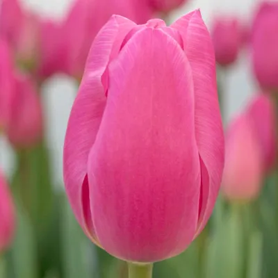 Tulipa Triumph 'Pink Ardour' Tulip from ADR Bulbs