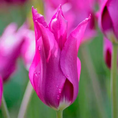 Tulipán Jumbo Pink - Triumph tulipány (Tulipa), květy, květenství |  Rostliny-cs.com