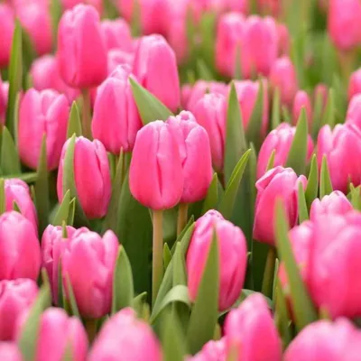 Tulipa Triumph Jumbo Pink
