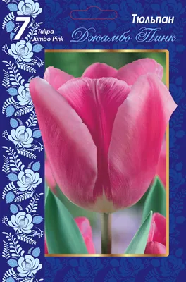 Вирощування тюльпанів, Тюльпан Джамбо Пінк .Tulips Jumbo pink /Тюльпаны  Джамбо Пінк - YouTube