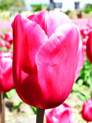 Tulip jumbo pink hi-res stock photography and images - Alamy