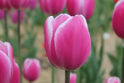 Tulip 'Jumbo Pink' in bloom in a garden Stock Photo - Alamy