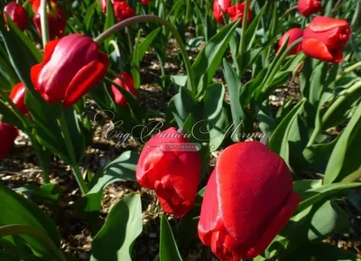 Тюльпан Эскейп (Tulipa Escape) - Тюльпаны Триумф - Тюльпаны - Луковичные -  Каталог - Kamelia-gardens.ru