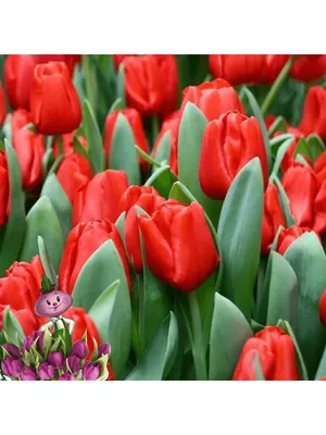 Red triumph tulips (Tulipa) Escape bloom in a garden in April Stock Photo -  Alamy