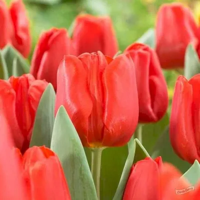 Photo Tulip Escape - plant 1 | Garden-en.com