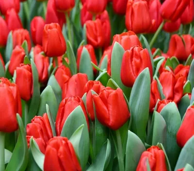 Red triumph tulips (Tulipa) Escape bloom in a garden in April Stock Photo -  Alamy